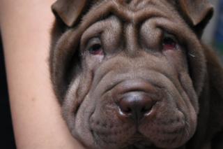 Un perro mastín
