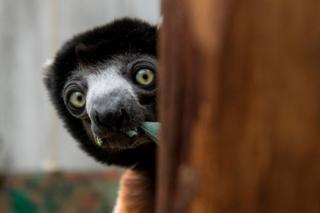Poppy, a female crowned sifaka sits in her enclosure in a zoo in Mulhouse, eastern France, on 5 March 2019.