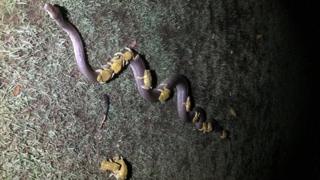 Sapos cururu montados em cobra