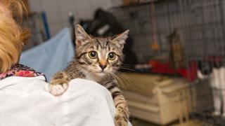 Gato aparece no colo de mulher, ambos em uma sala fechada e com cercados