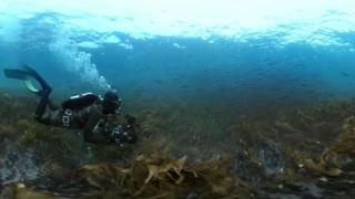 Mergulhador em floresta de kelps