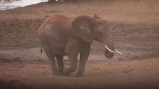 An elephant in Kenya