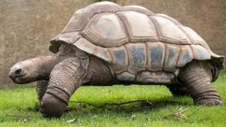 Blackpool Zoo's 'irreplaceable' Giant Tortoise Dies Aged 105 - Bbc News