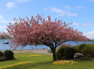 One of Oban's cherry trees in full blossom.