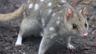 An adult eastern quoll