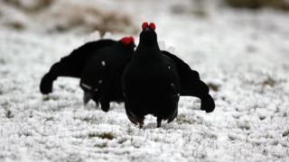 Black grouse