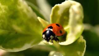 Ladybird