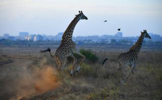 Giraffes running with city skyline in the backdrop - Nairobi, Kenya on March 13, 2019