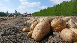 Stock potato farm image