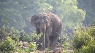 Lone elephant in the park