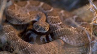Picture shows a tiger rattlesnake
