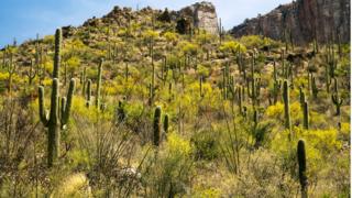 Arizona çölleri