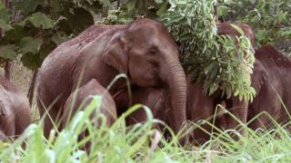 Gajah Sumatera