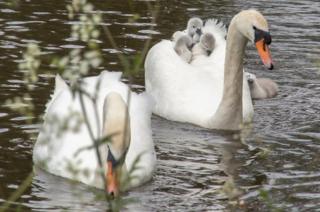 Swans and cygnets