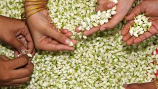 印度,编花(图片来源:Madurai and its Jasmine: A Celebration)