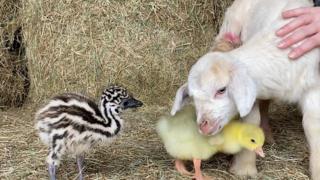Baby emu, goat and goose