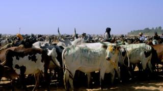 Fulani semi-nomadic herders in Diafarabe, Mali