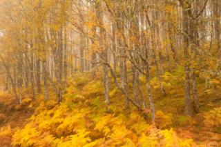 Autumn in Glen Affric