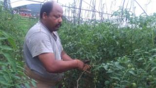 किसान