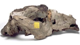Cráneo de toxodon platensis de la colección de Darwin en el Museo de Historia Natural de Londres.