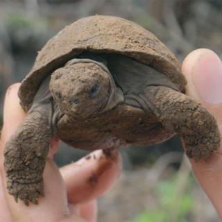 Tortuga bebé