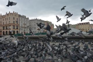 Pigeons in Krakow