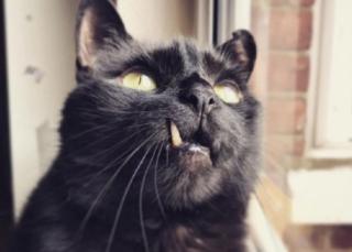 Raphael the cat