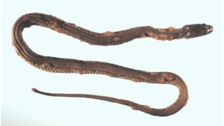 Northern water snake