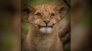 Howletts Wildlife Park moves two new lion cubs to public enclosure ...