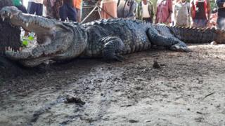 India man wakes up to crocodile shock - BBC News