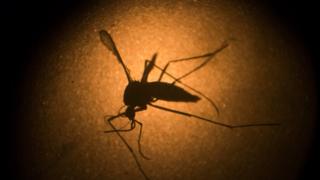 Mosquito Aedes aegypti