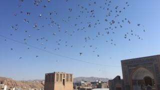 کبوترها