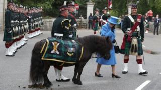 Shetland pony poos in front of the Queen