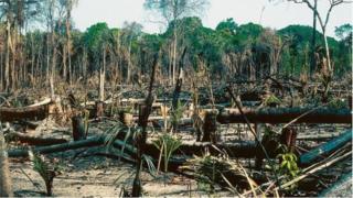 Les forêts dites primaires ou vierges sont les plus touchées par la déforestation en 2018.