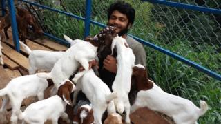 बाख्रा