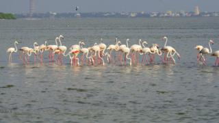 பிளமிங்கோ.