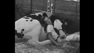Mitchell Miner dormido con una vaca