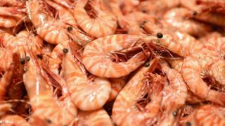prawns