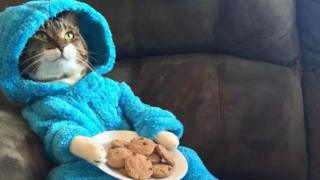 The image of the cat wearing a Cookie Monster outfit and pretending to hold a plate of cookies