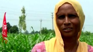 Punjab, Agriculture