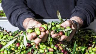 zeytin