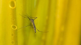 Mosquito pousado em superfície com cor amarela