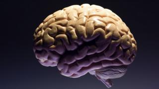 Cerebro humano