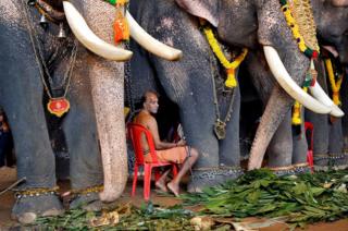 A mahout sits between elephants