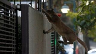 Ein Puma klettert im Morgengrauen in einem Viertel auf eine Mauer, bevor er gefangen genommen und in einen Zoo in Santiago, Chile, am 24. März 2020 gebracht wird