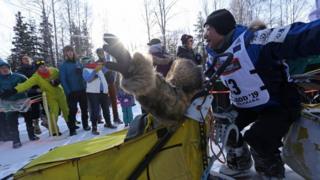 Dogs pull along the musher in a sled on runners