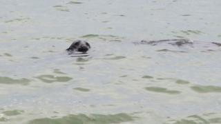 Photograph of a seal