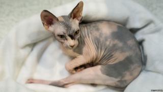 A Sphynx Kitten Female cat rests in its pen after being judged