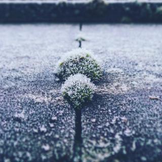 Frost on moss