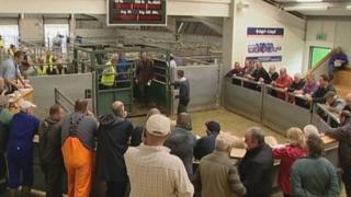 Margaidh Sprèidh Steòrnabhaigh